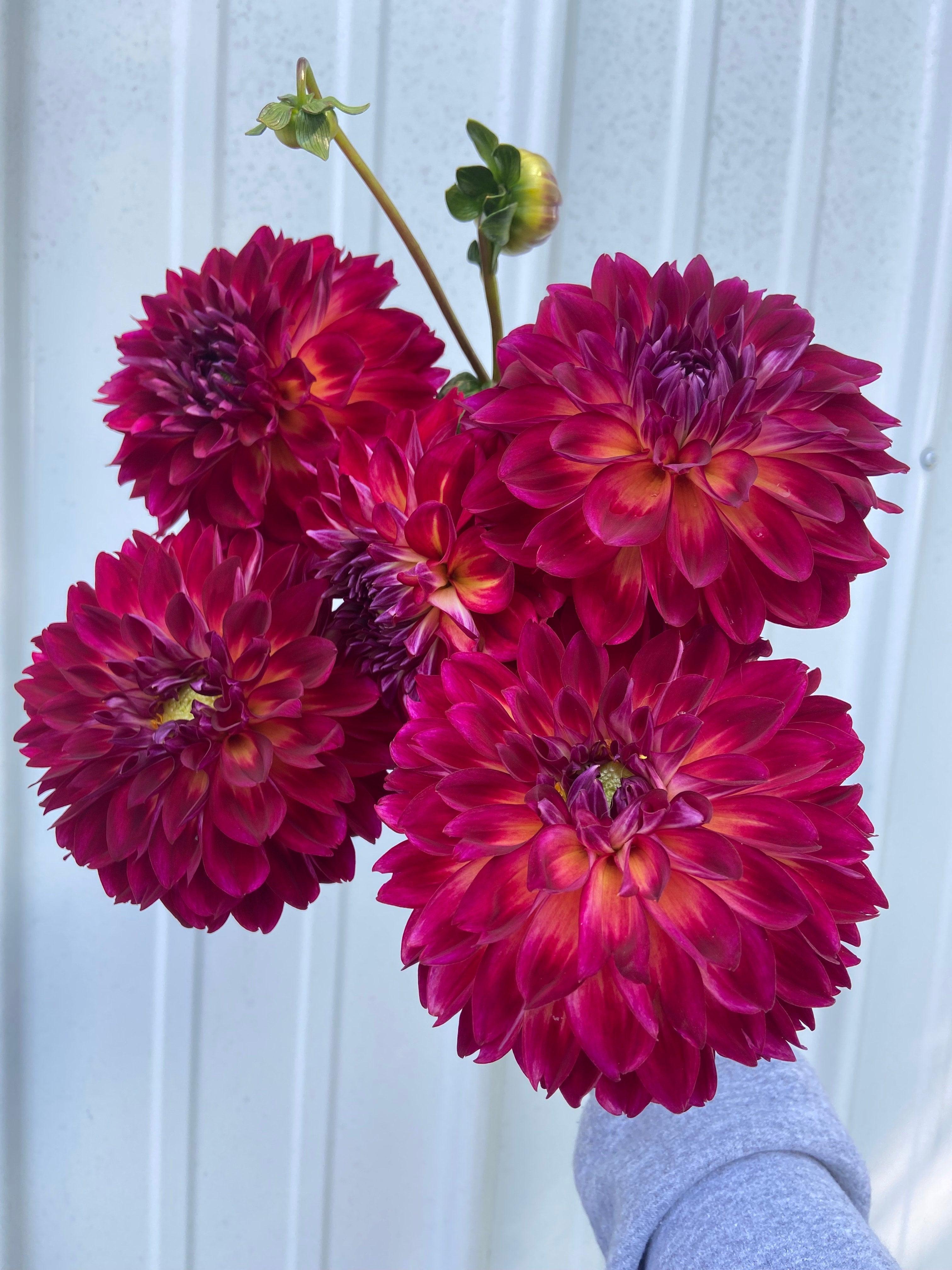 Brittany Rey | Firmly Rooted Flowers